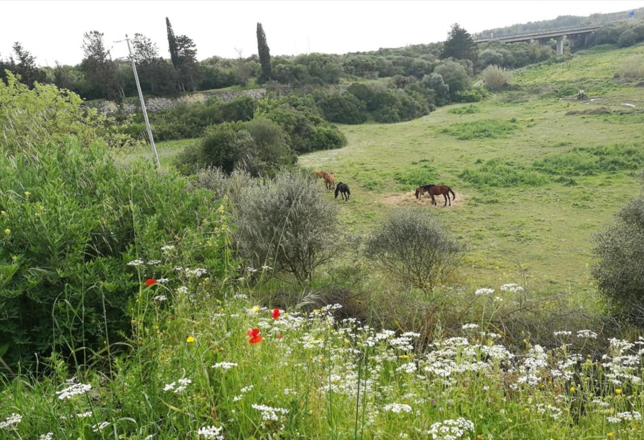 Albero Della Musica Bed & Breakfast Sassari Dış mekan fotoğraf