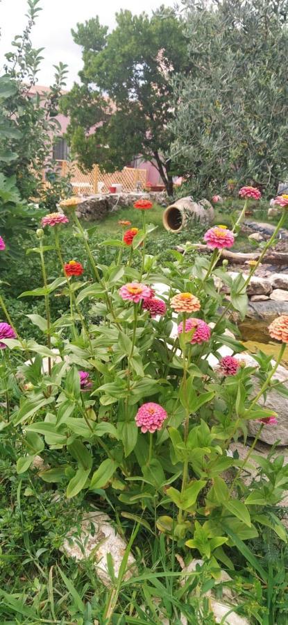 Albero Della Musica Bed & Breakfast Sassari Dış mekan fotoğraf